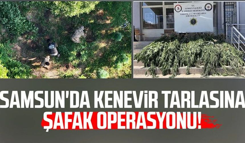 Samsun'da uyuşturucu operasyonu: Hasat edilmeye hazır 782 kök kenevir ele geçirildi