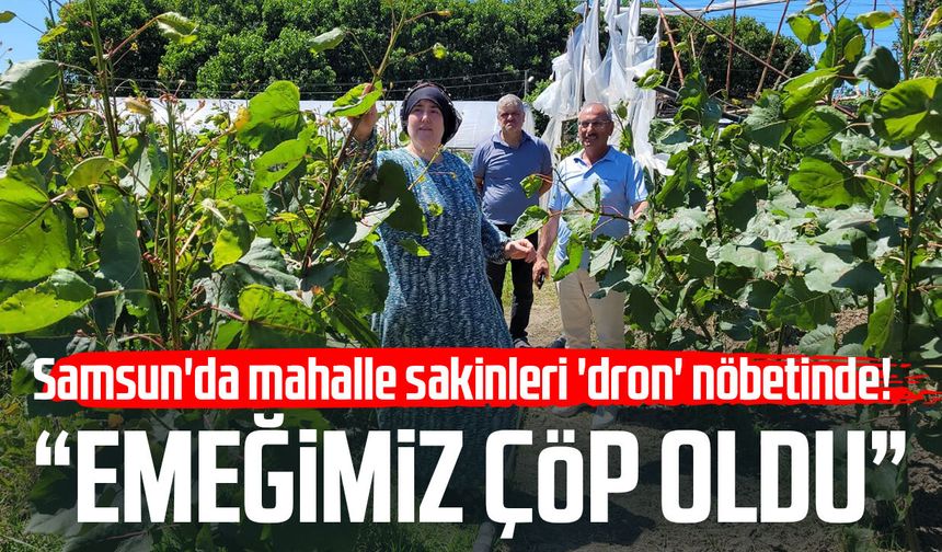 Samsun'da 'dron ile çeltik ilaçlaması' tartışması: 'Mahsullerimiz yanıyor'