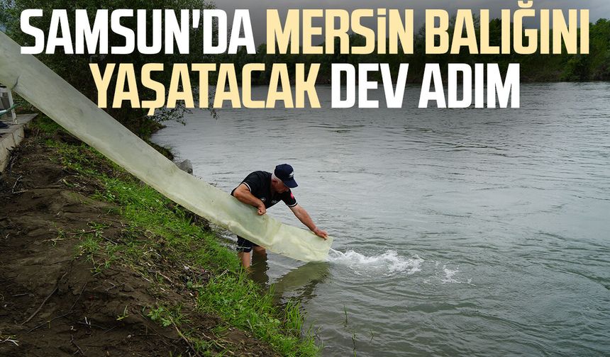 Yeşilırmak'a 30 bin Mersin balığı yavrusu bırakıldı