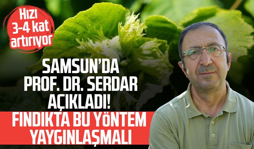 Fındık toplama hızını 3-4 kat artırıyor: Profesörden 'file örtü' önerisi