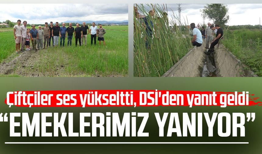 Bafralı çeltik üreticileri: 'Ekinlerimiz yanıyor'