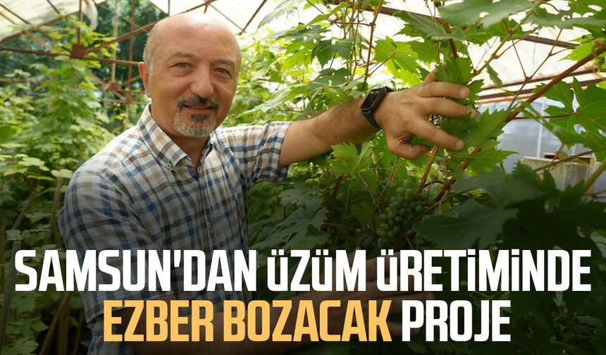 OMÜ'de geliştirilen yerli üzüm projesiyle hedef: İlaçsız yetişen çekirdeksiz ve kokulu üzüm