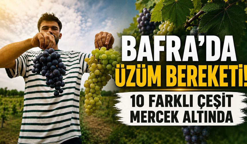 OMÜ'nün baldan tatlı üzümlerinde hasat zamanı