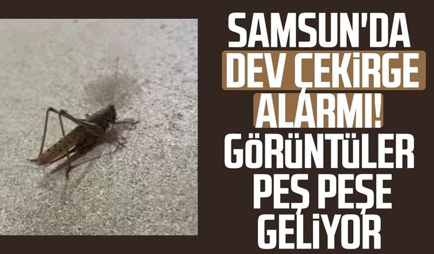 Samsun'da dev çekirgeleri gören telefona sarılıyor!