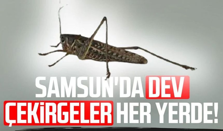 Samsun'da dev çekirgeler her yerde!