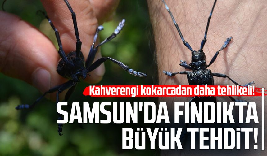 Kahverengi kokarcadan da tehlikeli! Samsun'da fındık için yeni tehdit