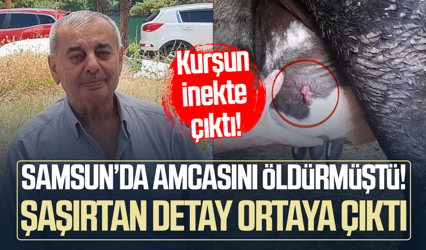 Ayva dalı cinayetinde şaşırtan gelişme: Kurşun ineğin memesinde çıktı