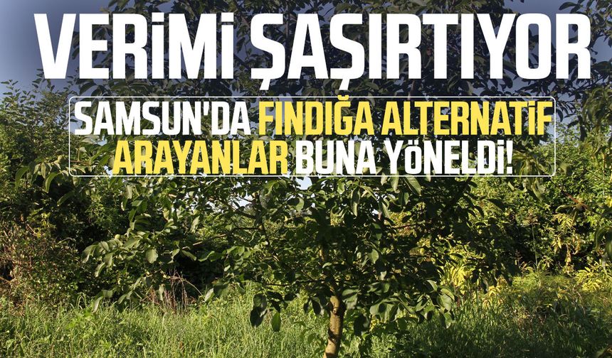 Samsun'da Amerikan tipi ceviz üretiminde artış