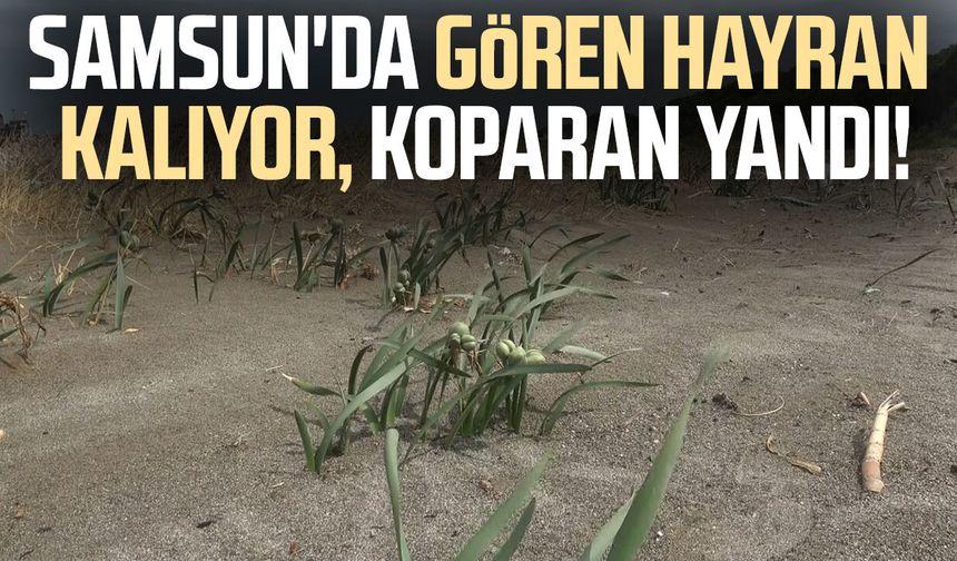 Alaçam'da kum zambakları koruma altında: Cezası 699 bin TL
