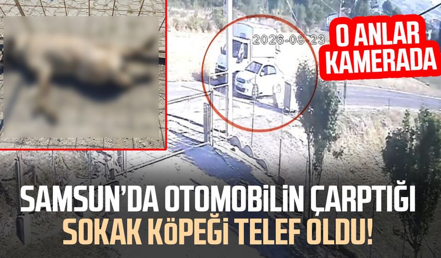 Kamyoneti sollayan otomobil başıboş sokak köpeğine çarptı: O anlar kamerada