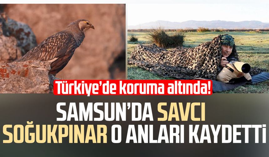Koruma altındaki urkekliğinin ötüşü, savcının objektifine yansıdı