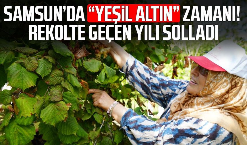 Yeşil altında orta kesim hasadı başladı: Samsun'da 115 bin ton fındık bekleniyor