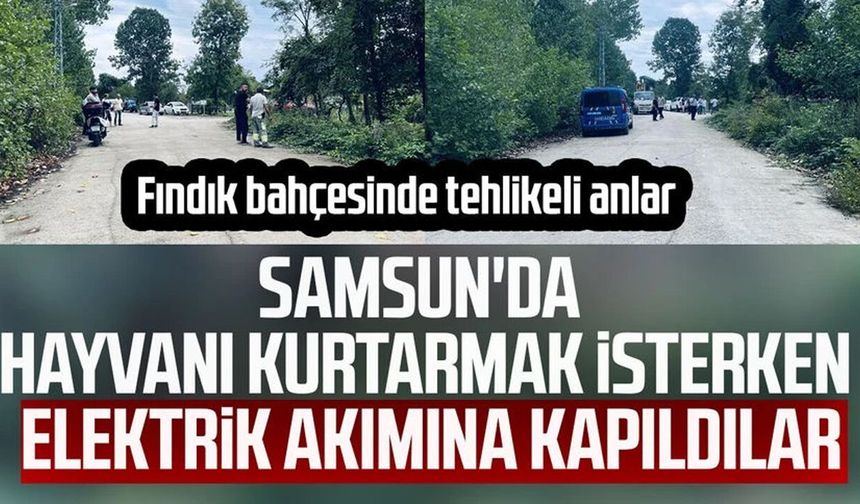 Samsun'da elektrik akımına kapılan 2 kişi yaralandı, 1 büyükbaş hayvan telef oldu