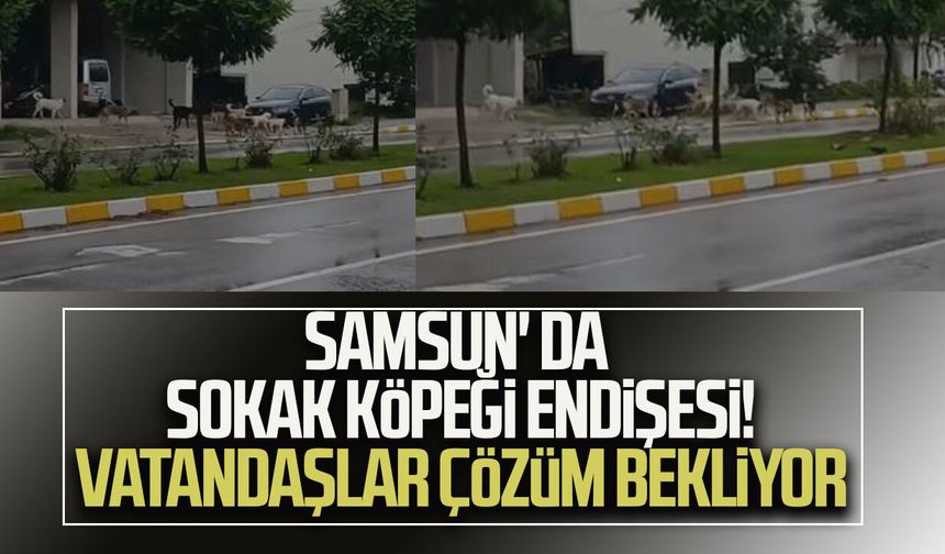 Samsun' da sokak köpeği endişesi! Vatandaşlar çözüm bekliyor