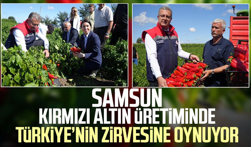 Bafra Ovası'nda 'kırmızı altın'da hasat başladı: Şehre 4 milyar TL katkı