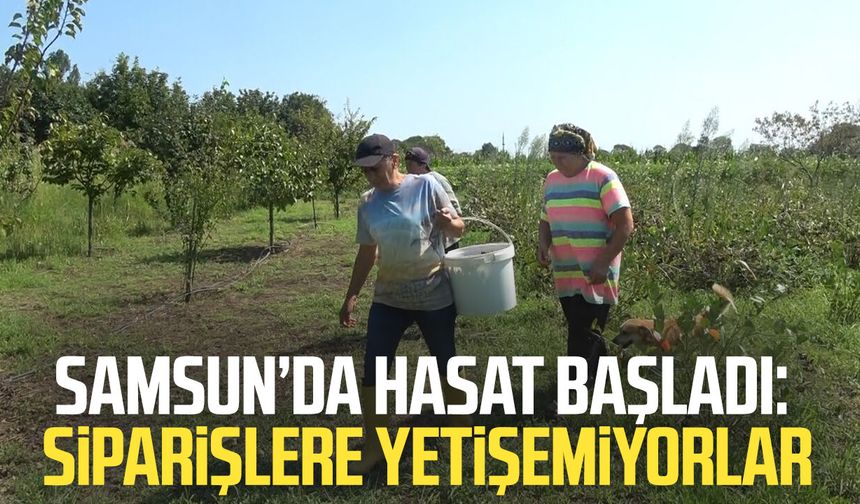 Bafra Ovası'nda aronya hasadı başladı