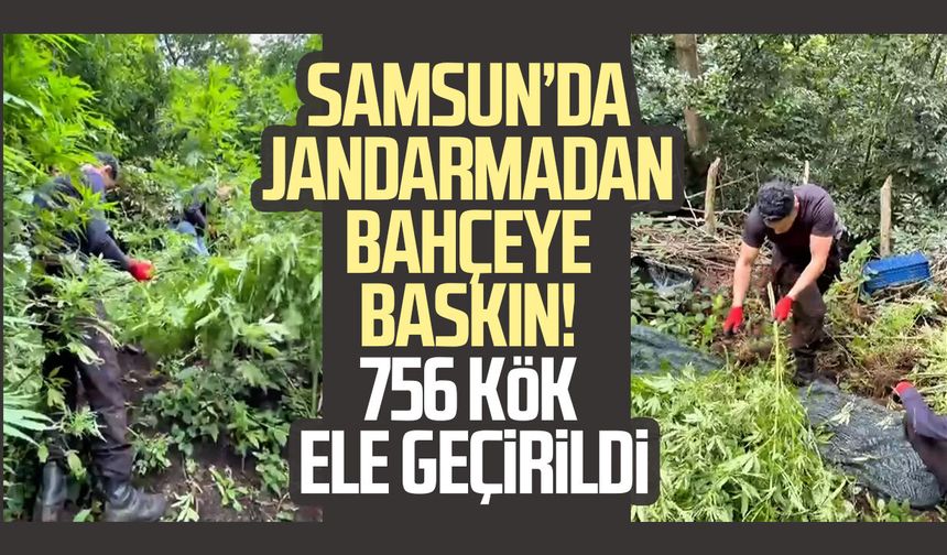 Jandarma tarlada ekili 756 kök kenevir ele geçirdi