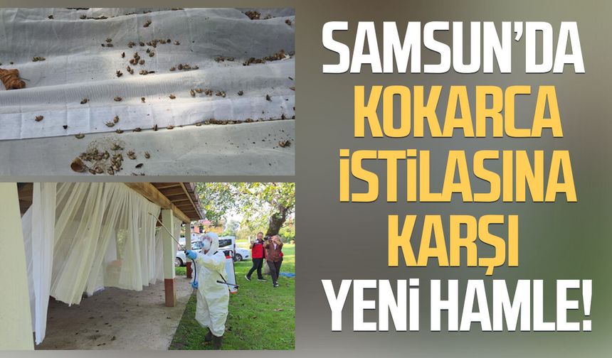 Meyve ve sebze düşmanı kokarcalar önce cezbediliyor, sonra öldürülüyor