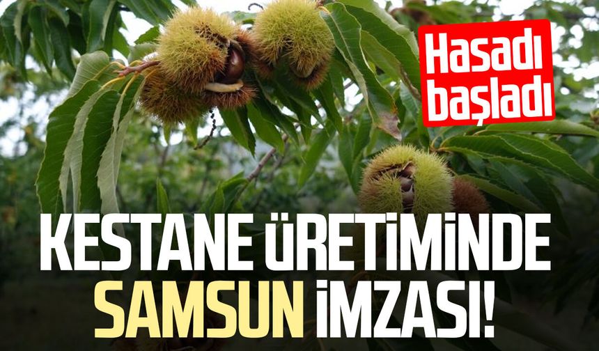 Akademisyenin geliştirdiği hastalıklara dayanıklı kestanelerde hasat başladı