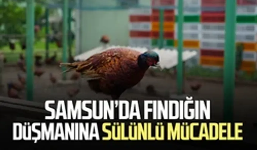 Fındığın düşmanına karşı sülünlü mücadele