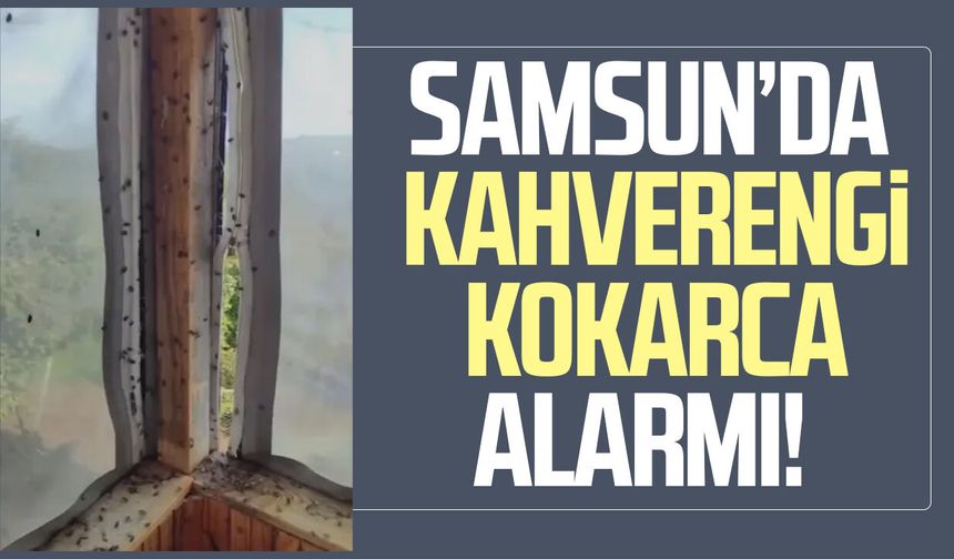 Samsun’da kahverengi kokarca alarmı!
