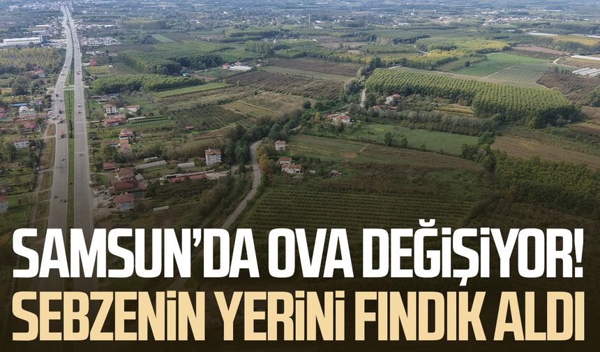 Türkiye'nin verimli ovasında acı değişim: Sebze tarlalarının yerini kavak ve fındık ağaçları aldı