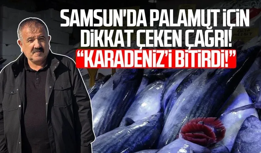 Karadeniz'de palamut alarmı: 'Önüne ne gelirse yiyor, bir an önce hepsinin tutulması gerekiyor'