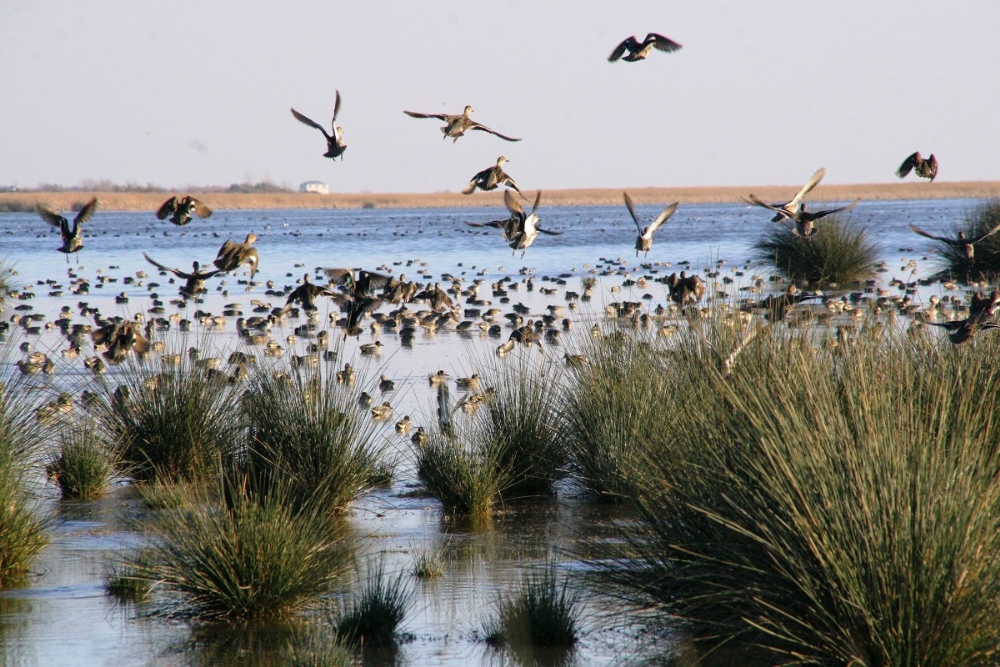 Kizilirmak Deltasi Kus Cenneti Samsun Haber