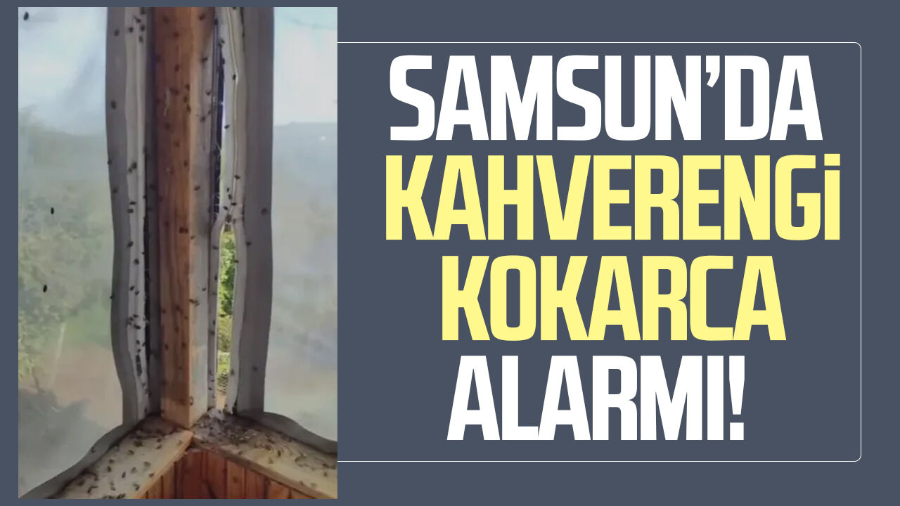Samsun’da kahverengi kokarca alarmı!